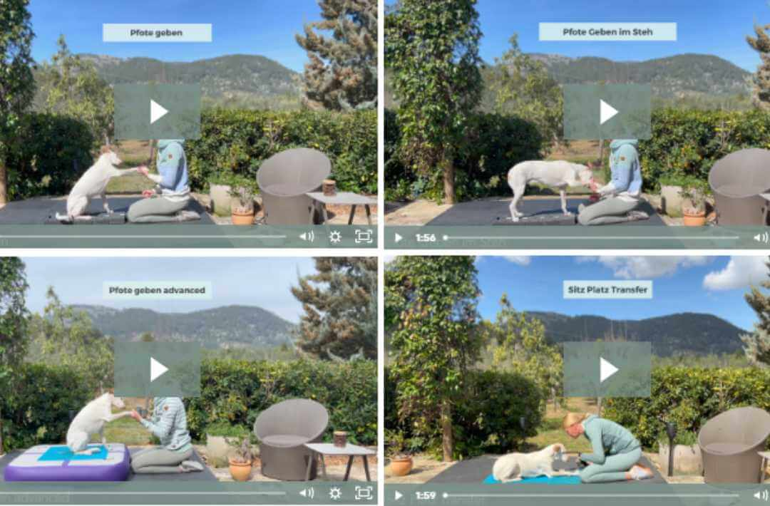 martina flocken - doggy fitness - hundephysio - hundefitness - expertfit online kurs für hundefitness für tiertherapeuten - kursinhalt übersicht trainingsvideos