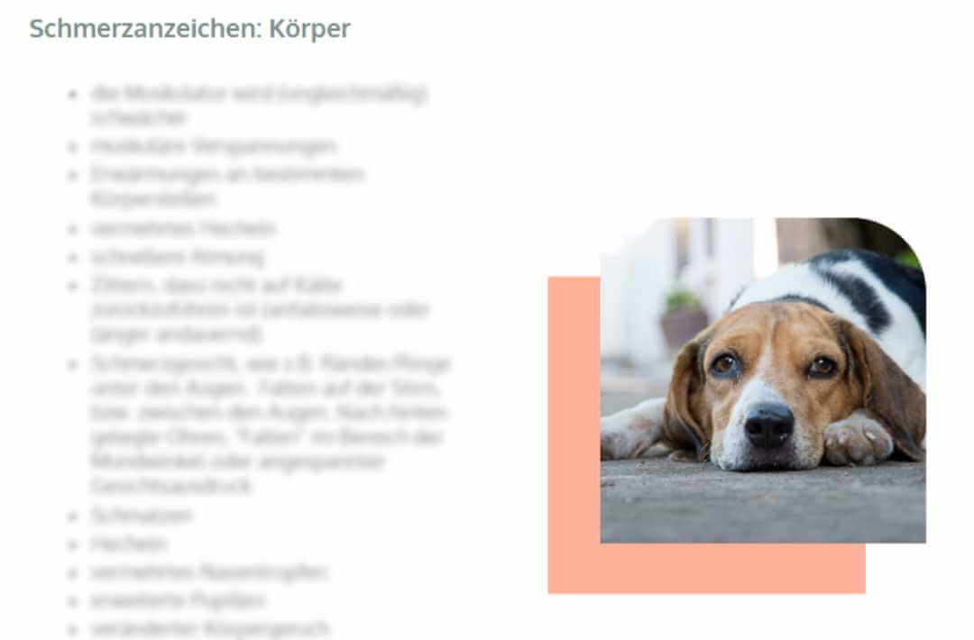 martina flocken - hundephysio - hundefitness - gratis online kurs - schmerzen beim hund erkennen - kursinhalt