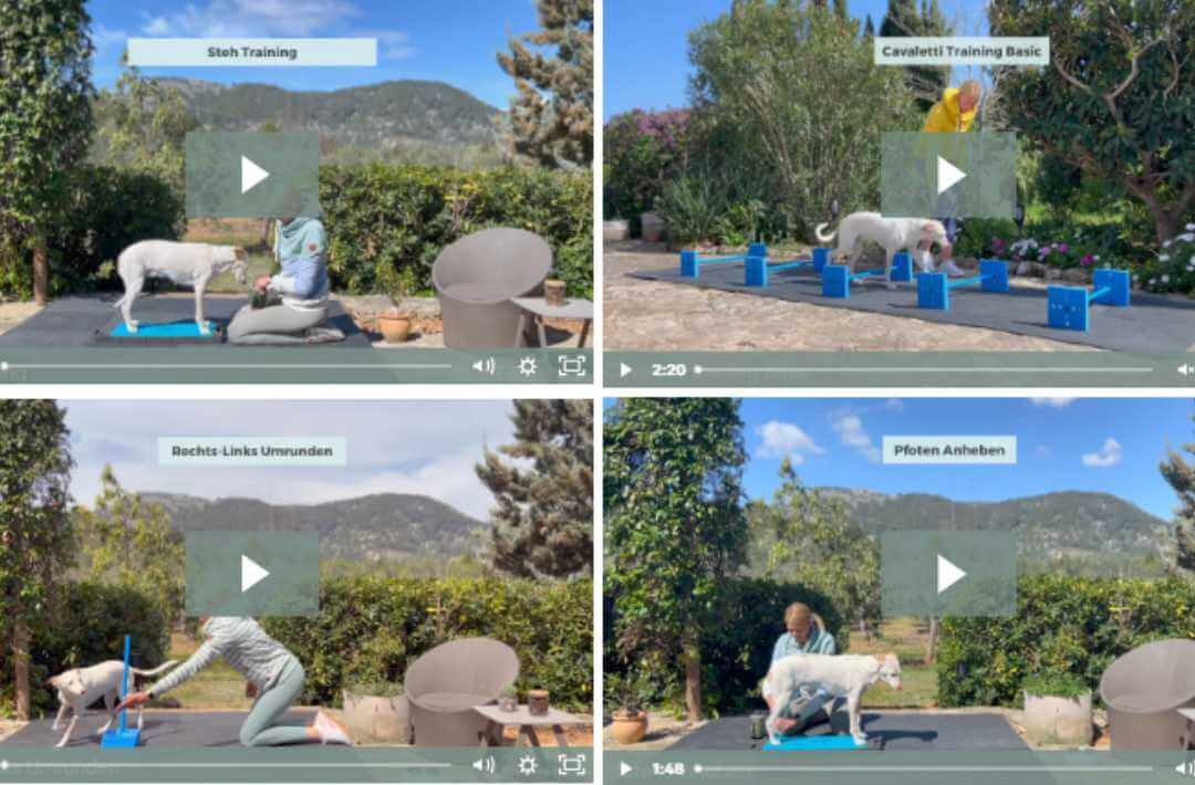 doggy fitness - martina flocken - hundefitness - hundephysio - übersicht trainingsvideos - gratis online kurs für fitnesstraining für hunde