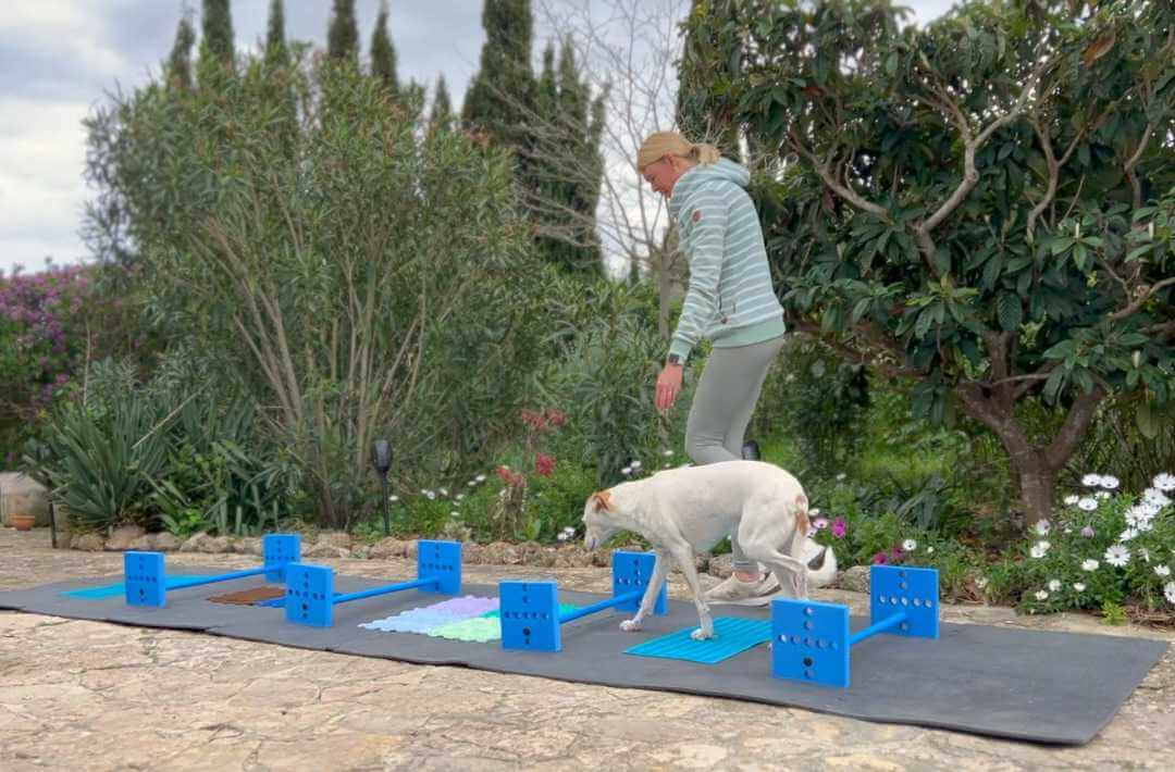 martina flocken - doggy fitness - hundephysio - hundefitness - hund läuft über cavaletti parcours mit verschiedenen untergründen im garten