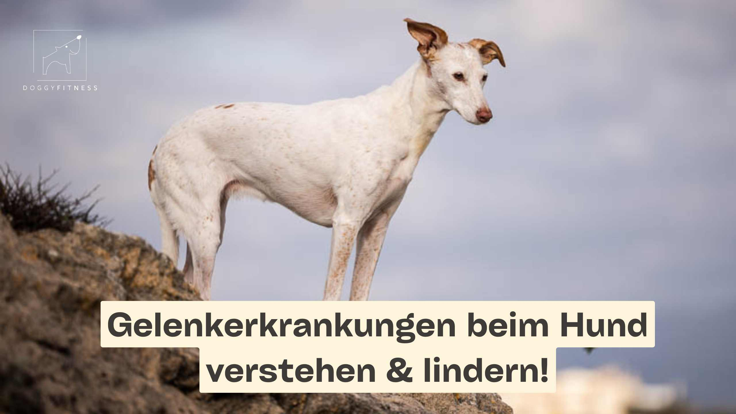 doggy fitness - martina flocken - hundefitness - hundephysio - gelenkerkrankungen beim hund verstehen & lindern