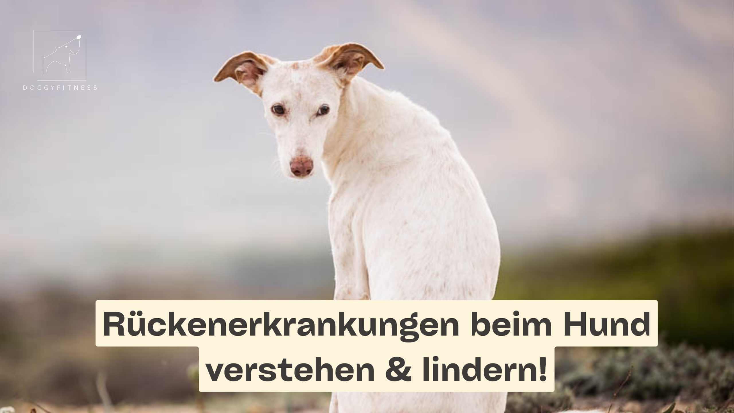 doggy fitness - martina flocken - hundefitness - hundephysio - rückenerkrankungen beim hund verstehen & lindern