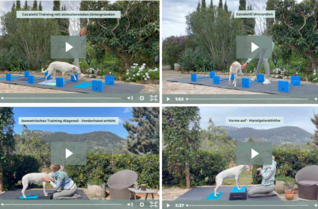 doggy fitness - martina flocken - hundefitness - hundephysio - rückenfit online kurs für fitnesstraining für hunde mit rückenerkrankungen - videos