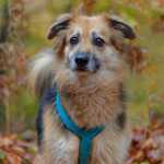 doggy fitness - martina flocken - hundefitness - hundephysio - astrid mit billa - erfahrungsbericht