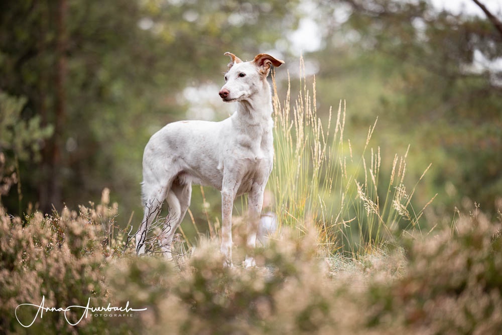 arthrose beim hund warum du mit der behandlung nicht warten solltest, bis dein hund beschwerden hat