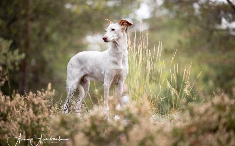 Arthrose beim Hund: Warum du mit der Behandlung nicht warten solltest, bis dein Hund Beschwerden hat