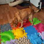 doggy fitness - martina flocken - hundefitness - hundephysio - sara mit zoey - erfahrungsbericht