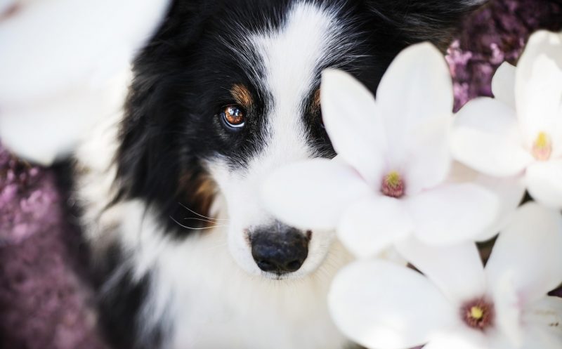 Spondylose beim Hund – 2 natürliche Helfer, die deinen Hund aktiv unterstützen
