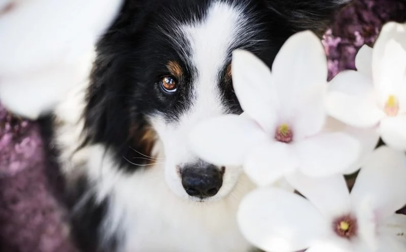 Spondylose beim Hund – 2 natürliche Helfer, die deinen Hund aktiv unterstützen