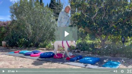 martina flocken - hundefitness - hundephysio - frau läuft mit hund über hindernisse