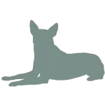 martina flocken - hundefitness - hundephysio - hund liegt auf dem boden