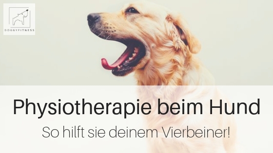 Physiotherapie beim Hund – so hilft sie deinem Vierbeiner