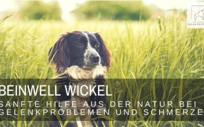 Beinwell Wickel  – sanfte Hilfe aus der Natur bei Gelenkproblemen & Schmerzen