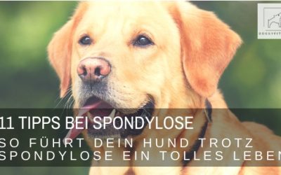 11 wertvolle Tipps – so führt dein Hund trotz Spondylose ein tolles Leben