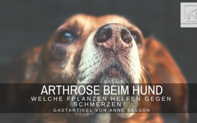 Arthrose beim Hund: Welche Pflanzen helfen gegen Schmerzen