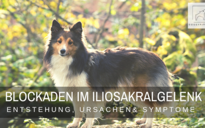 Blockaden beim Hund im Iliosakralgelenk – Entstehung, Ursachen & Symptome