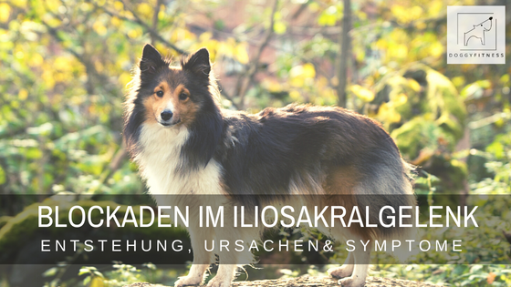 Blockaden beim Hund im Iliosakralgelenk – Entstehung, Ursachen & Symptome