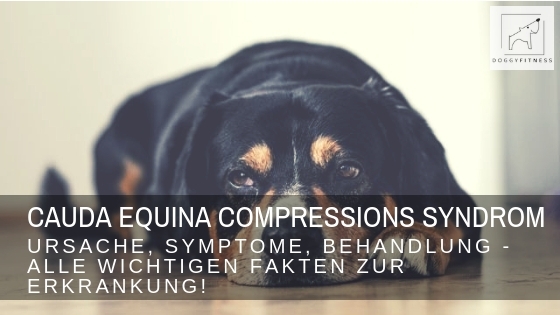 Cauda Equina Compressions Syndrom – was es für deinen Hund bedeutet