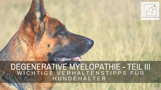 Degenerative Myelopathie – Verhaltenstipps Teil III der Blogreihe