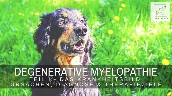Degenerative Myelopathie Teil I – das Krankheitsbild, Ursachen, Diagnose & Therapieziele
