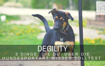 Degility – 5 Dinge, die du unbedingt über die Hundesportart wissen solltest!