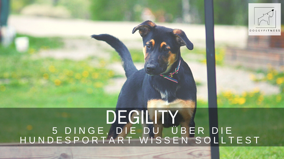 Degility ist für mich eine der Sportarten, die für alle Hunde geeignet ist. Erfahre hier die fünf wichtigsten Fakten zum Degility!