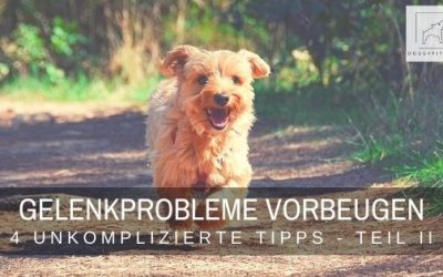 4 hilfreiche Tipps um Gelenkprobleme beim Hund vorzubeugen – Teil II