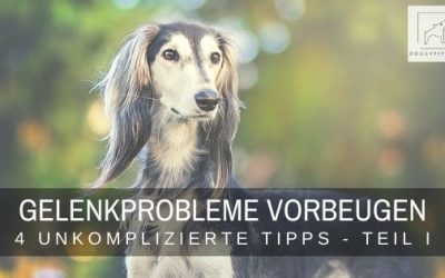 4 hilfreiche Tipps um Gelenkprobleme beim Hund vorzubeugen – Teil I