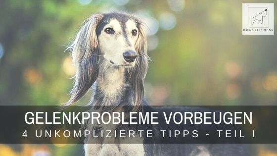 Gelenkprobleme beim Hund - kann man sie vorbeugen? Auf jeden Fall! Erfahre 4 Tipps, wie du deinen Hund aktiv schützen kannst!