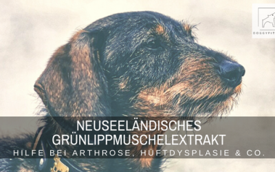 Nahrungsergänzungsmittel – Neuseeländisches Grünlippmuschelextrakt – Hilfe bei Arthrose, Hüftdysplasie & Co.