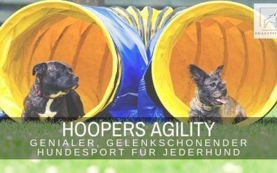 Hoopers Agility – ein genialer, gelenkschonender Hundesport für Jederhund