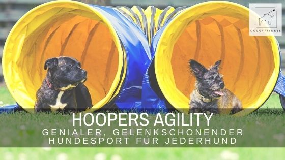 Hoopers Agility ist die perfekte Hundesportart für Hunde mit Gelenkproblemen oder ältere Hunde, da sie sehr gelenkschonend ist.