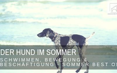 Der Hund im Sommer – Schwimmen, Bewegung & Beschäftigung – Sommer Best Of