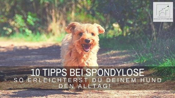 10 unverzichtbare Tipps, wenn dein Hund unter Spondylose leidet!