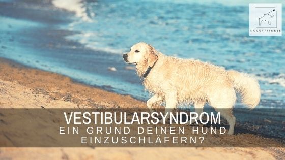 Das Vestibularsyndrom – ein Grund deinen Hund einzuschläfern?