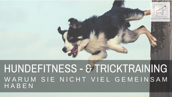Hundefitness-Training vs. Tricktraining – was sind die Unterschiede?
