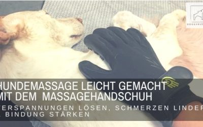 Hundemassage leicht gemacht mit dem Massagehandschuh – Anleitung für Hundehalter