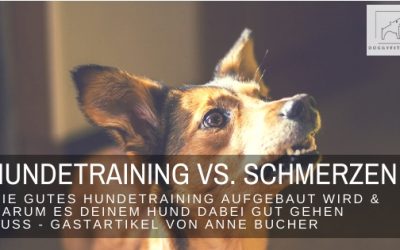 Wie gutes Hundetraining aufgebaut wird und warum es wichtig ist, dass es deinem Hund dabei gut geht! – Gastartikel von Anne Bucher