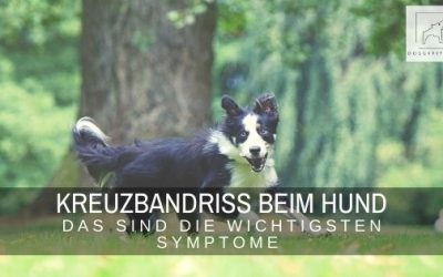 Kreuzbandriss beim Hund – die wichtigsten Symptome