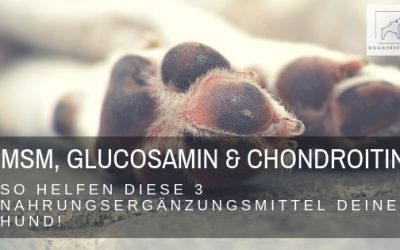 MSM, Glucosamin & Chondroitin – 3 Nahrungsergänzungsmittel, die deinem Hund bei Gelenkproblemen helfen
