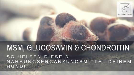 Welche Faktoren es vor dem Bestellen die Glucosamin chondroitin hund zu untersuchen gibt