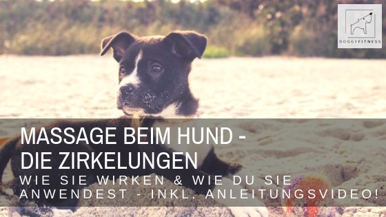 Massagegriffe für Hunde – Zirkelungen (incl. Video)