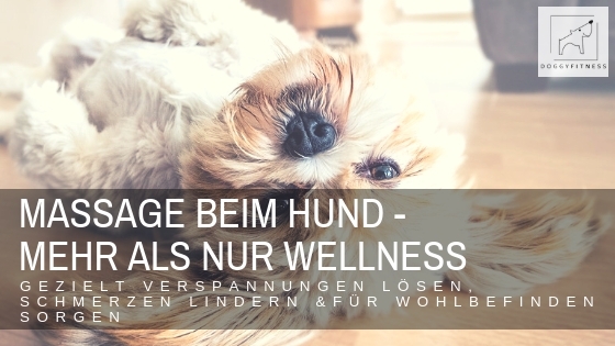 Massage beim Hund – mehr als nur Wellness