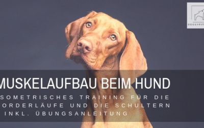 Muskeltraining Hund: Isometrisches Training der Vorderläufe & Schultern