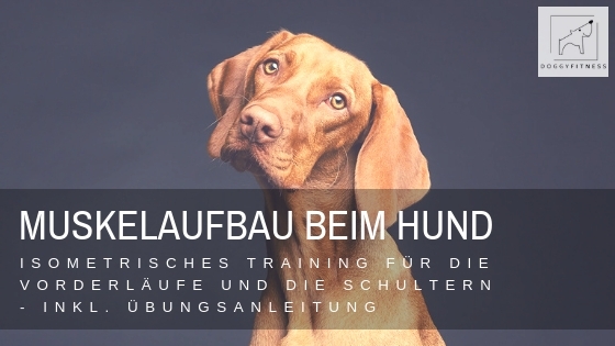 Muskeltraining Hund: Isometrisches Training der Vorderläufe & Schultern
