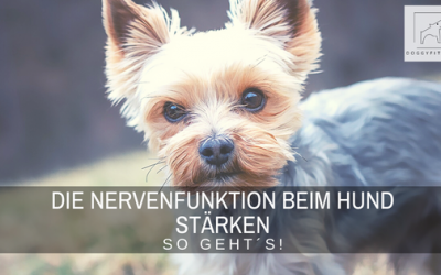 Die Nervenfunktion stärken beim Hund – so geht´s!