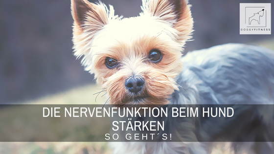 Wenn ein Hund unter einer neurologischen Erkrankung leidet, ist es wichtig, seine Nervenfunktion zu stärken. Erfahre hier, wie es geht!