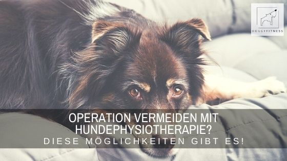 Operation beim Hund vermeiden mit Hundephysiotherapie &ndash; geht das?