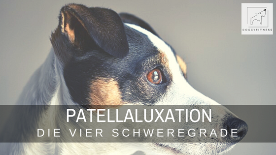 Die Patellaluxation ist eine sehr häufige Gelenkerkrankung beim Hund. Die Schweregrade der Patellaluxation teilen sich in 4 Stufen auf.