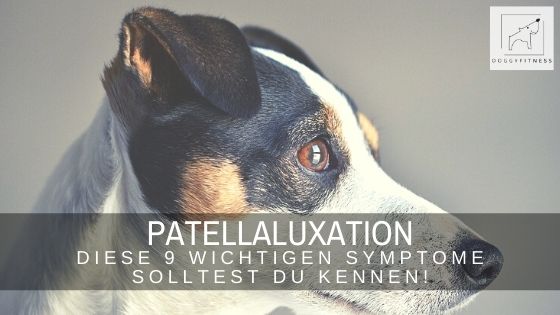 Die Patellaluxation ist eine häufige Gelenkerkrankung des Hundes bei der die Kniescheibe herausspringt. Doch kennst du die Symptome?
